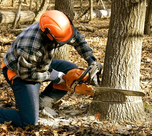 Tree Removal in Harpers Ferry, IA